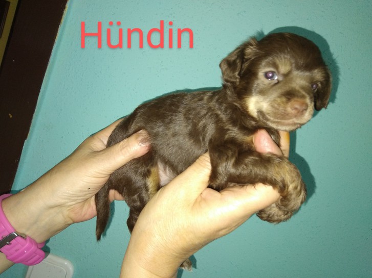 Zwei Würfe Chinese crested Welpen elf Babys 3 Zwei Würfe Chinese crested Welpen elf Babys Tiere 3