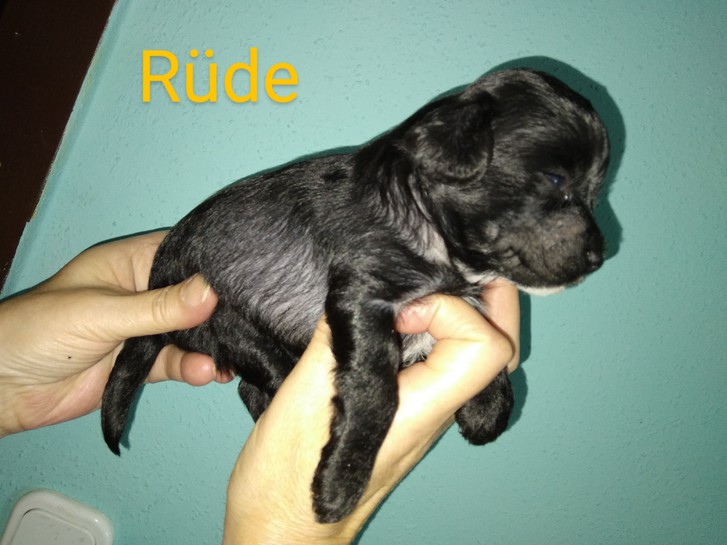 Zwei Würfe Chinese crested Welpen elf Babys 4 Zwei Würfe Chinese crested Welpen elf Babys Tiere 4