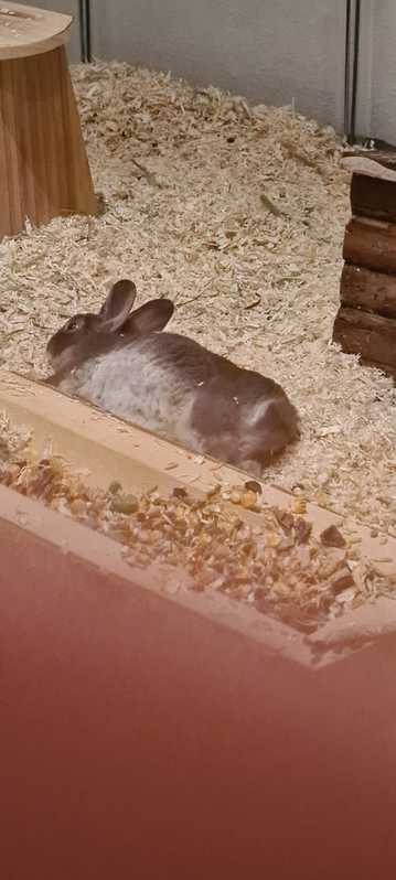 Zwergrexkaninchen abzugeben Zwergrexkaninchen abzugeben Tiere