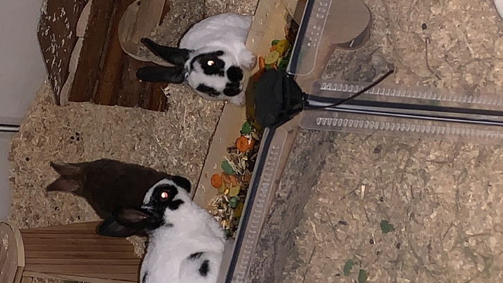 Zwergrexkaninchen abzugeben 2 Zwergrexkaninchen abzugeben Tiere 2