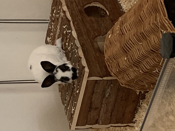 Zwergrexkaninchen abzugeben 3 Zwergrexkaninchen abzugeben Tiere 3