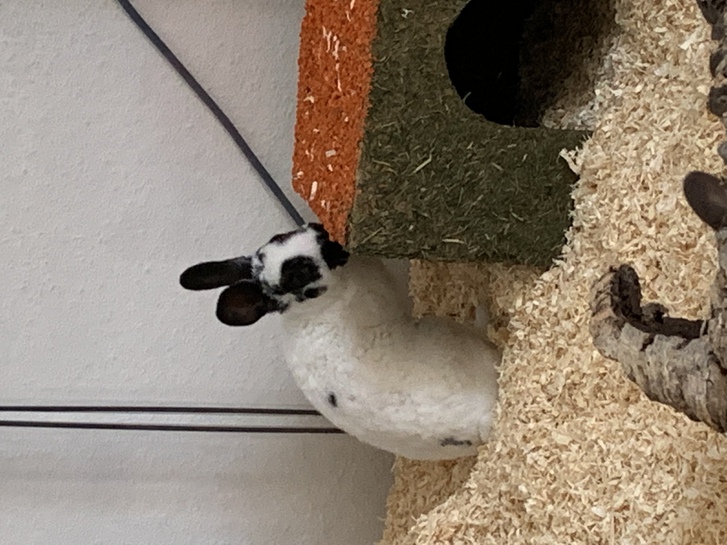 Zwergrexkaninchen abzugeben 4 Zwergrexkaninchen abzugeben Tiere 4