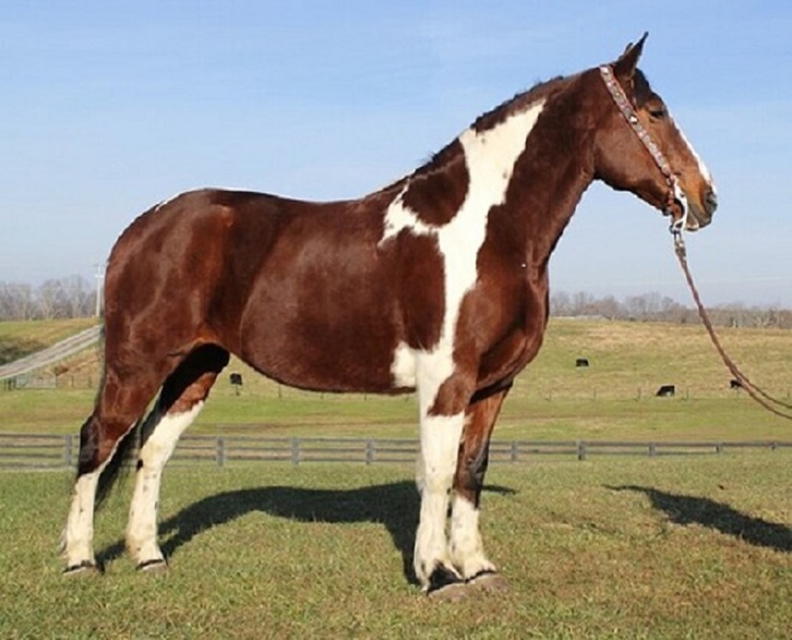 schne Quarter Horse Stute Tiere