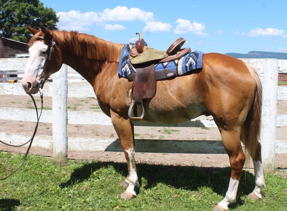 schnen Paint Horse Wallach mit Overo Zeichnun Tiere