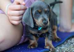 
<br>Nur in den allerbesten, liebevollsten und sozialsten Familien
<br>
<br>Unsere Welpen wurden ru