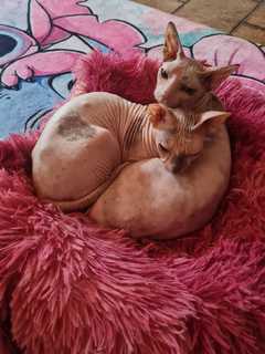 2 Sphinx Damen suchen zuhause <br><br>Es sind Mutter und Tochter, beide geimpft, gechipt, entwurm
