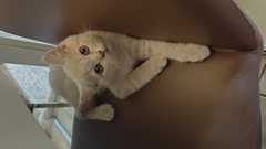 Beschreibung<br>Details<br>Anbieter<br>Am 21.04.26 hat unsere Lilly 4 prachtvolle Kitten zur Wel