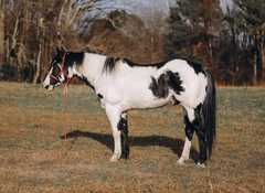 Dieser elegante Paint Horse Wallach sucht ein neues Zuhause, wo er gefördert wird. . Der Wallach b