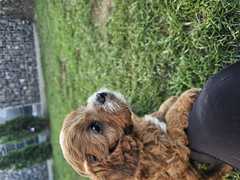 ❤️ Wunderschöne Cavapoo-Welpen suchen ab Mitte September ein liebevolles Zuhause ❤️<br><