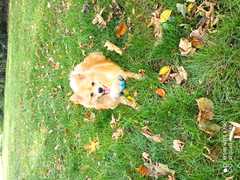 Ich verkaufe meinen Hund, Spitz, rüde ein Jahr alt, geimpft, gechippt, mit EU Ausweis 