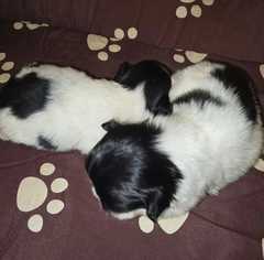 Guten Tag, es sind noch zwei super süße Pekingnese Welpen in weiß   schwarz zu haben.<br><br>S