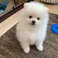 Pomeranian Welpe