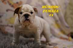 Unsere bezaubernde und wunderschöne Englische Bulldogge Babys sind auf Familiensuche, wo sie glüc