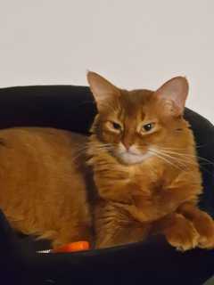 In unserer Zuchtgemeinschaft in Nürnberg sucht eine liebevolle und verkuschelte Somali Katze (2 Ja