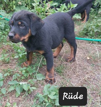 Rottweiler Welpen 