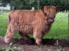 email ,,,  contact@millowranch.info<br>website ...  millowranch.info