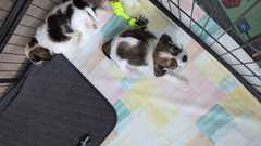 Habe ein Shitzu Mix Rüde(12Wochen alt).Der kleine wächst mitten im Alltag auf und ist bestens soz