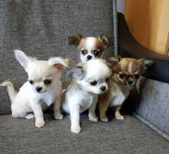 <br>Hallo Leute,<br><br><br><br>Wir sind eine sehr aufgeweckte Bande kleiner sehr süsser Chihuah