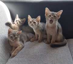 Sie wünschen sich einen Mini-Puma zu Hause? Der zudem noch süß, zart, elegant, verspielt und seh