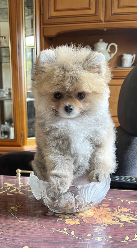 zuckerse Pomeranian Hndin 12 Wochen alt Tiere