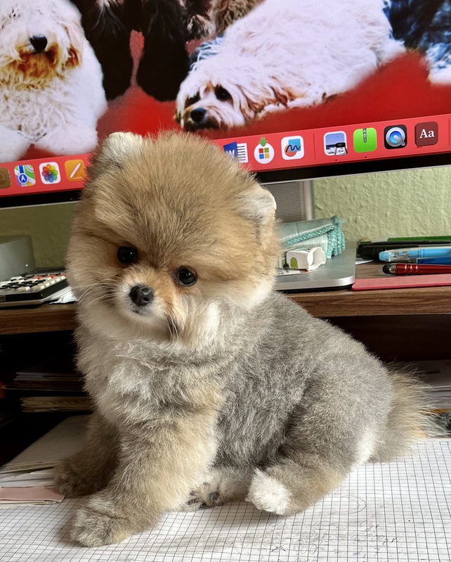 zuckerse Pomeranian Hndin 12 Wochen alt Tiere 3