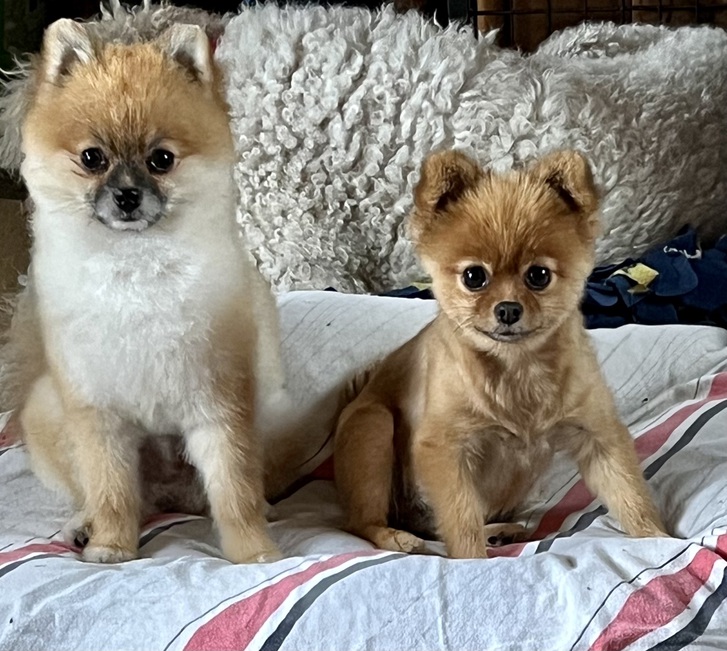 zuckerse Pomeranian Hndin 12 Wochen alt Tiere 4